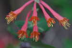 Trumpet honeysuckle